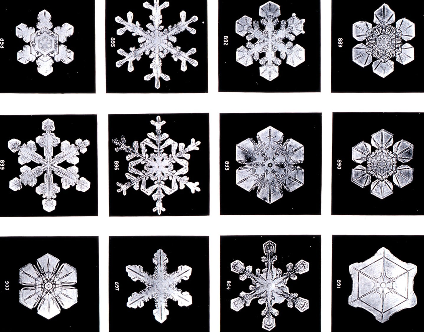 Snowflake Cookies - Using stencil ornaments, any decorated cookie can be turned into a work of art. simplysated